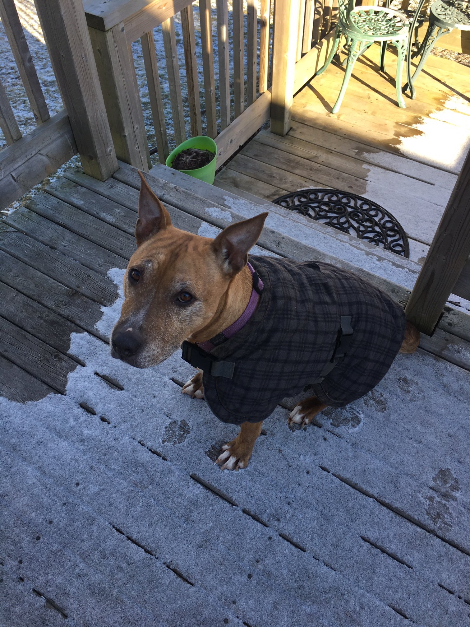 dog conquers winter 